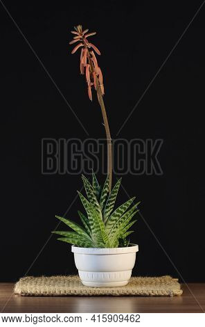 Blossoming Aloe Spinous In A Pot On A Black Background.