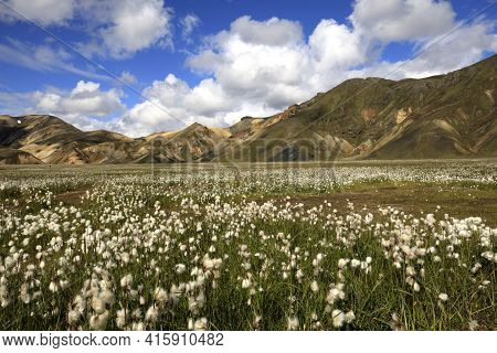 Landmannalaugar / Iceland - August 15, 2017: Artic Cotton Field At Landmannalaugar Park, Iceland, Eu