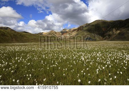 Landmannalaugar / Iceland - August 15, 2017: Artic Cotton Reflecting In A River At Landmannalaugar P