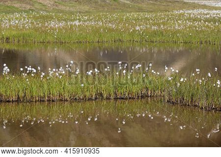 Landmannalaugar / Iceland - August 15, 2017: Artic Cotton Reflecting In A River At Landmannalaugar P