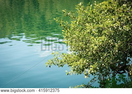 Close-up Of A Tree With Lush Green Leaves Above The Surface Of The Water. Lago Di Levico, Small Lake