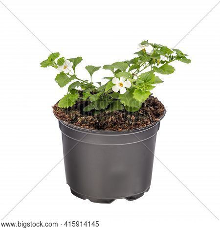 Potted Bacopa Monnieri, The Common Names Water Hyssop On White Background