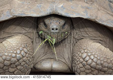 Giant Galapagos Land Turtle, Eating Grass In El Chato Tortoise Reserve. Galapagos Islands 2015.