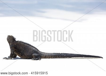 Single Marine Iguana Standing On White Beach Of Playa De Los Alemanes Near Puerto Ayora Galapagos Is