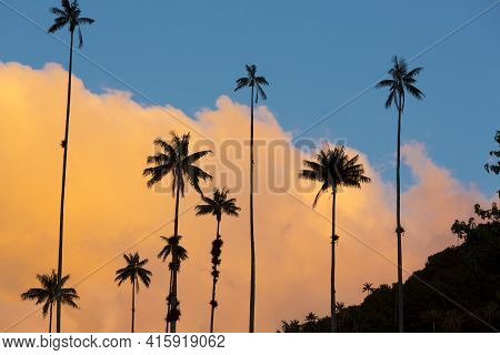 Sunset On The Cocora Valley With Giant Wax Palms  Near Salento, Colombia