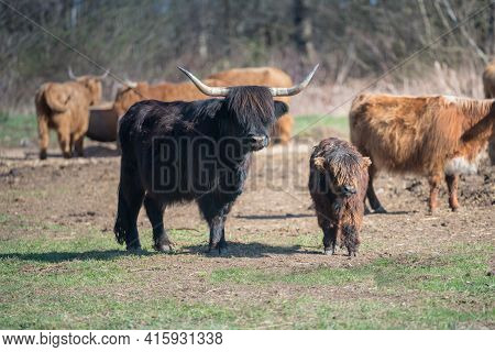 Scottish Highland Cattle - Black Scottish Highland Cattle With Large Horns. Mother With Her Calf.