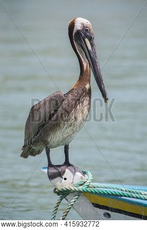 Pelican Standing On A Fisher Boat, Margarita Island