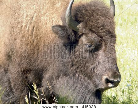 Bison Kopf 2