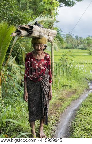 Ubud, Indonesia - February 28: Portrait Of Old Indonesian Woman Farmer Carrying Pieces Of Bamboo On 