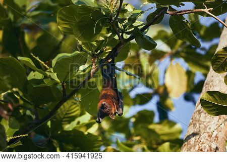 Portrait Of Indian Fruit Bat (species Of Flying Fox) On Tree. Theme Of Animals In Wild In Sri Lanka.