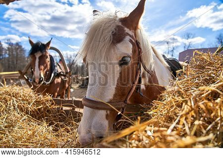 The Horse Is Eating Hay. Pet Leisurely Walks In The Fresh Air