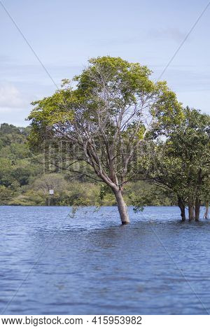 Wild Tree Standing On The Amazon River In Manaus, Brazil