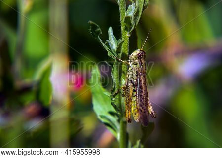 Agricultural Pest Grasshopper Or Locust Sitting On The Grass