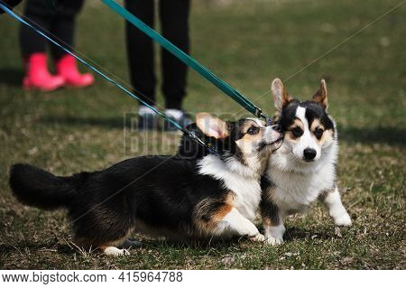 Corgi Meeting In The Clearing. Two Pembroke Welsh Corgi Puppies On A Walk In The Park. Tricolor Litt