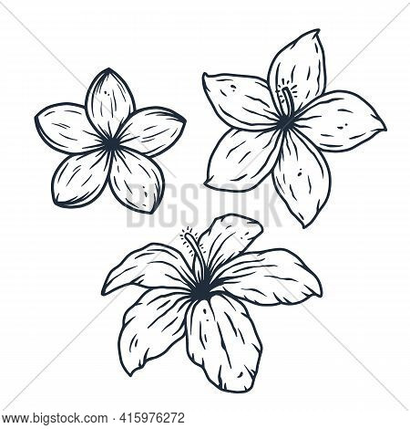 Hawaii Flower. Nature Tropical Floral Bud For Tiki Bar. Exotic Bloom Or Plant For Hawaiian Surf Part