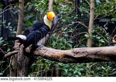 The Toco Toucan Bird On The Wood Tree