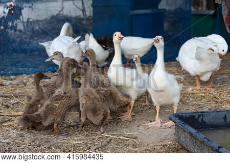 The Baby White Goose And Baby Brown Duck Is Stay In Garden