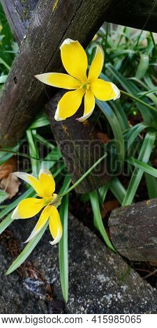Pair Of Tulipa Tarda Flowers, Yellow Petals, White Tips, Growing Through Country Fence Made Of Criss