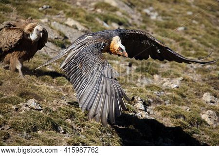 The Bearded Vulture (gypaetus Barbatus), Also Known As The Lammergeier Or Ossifrage Flies Low Over T