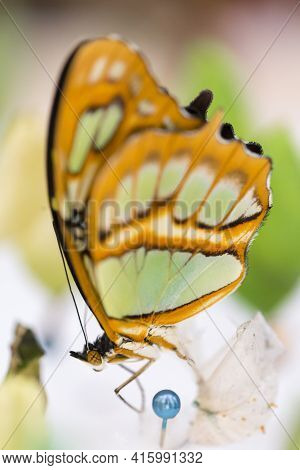 The Greta Oto (clear Wing Butterfly) Has Transparent Wings, Tropical Butterfly Found In Costa Rica (