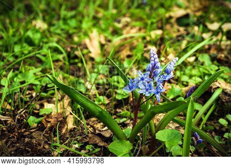 Flowers Blue Two-leaf Squill, Alpine-squill Or Scilla Bifolia In Forest