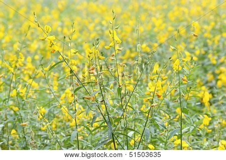Sunhemp