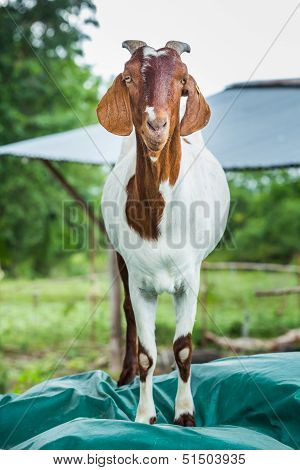 Goat In Farm