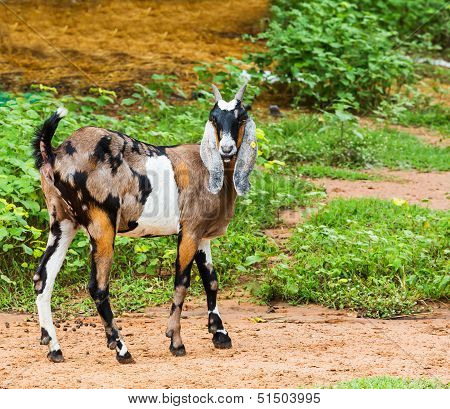 Goat In Farm