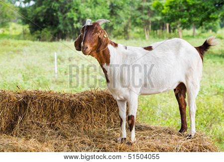 Goat In Farm