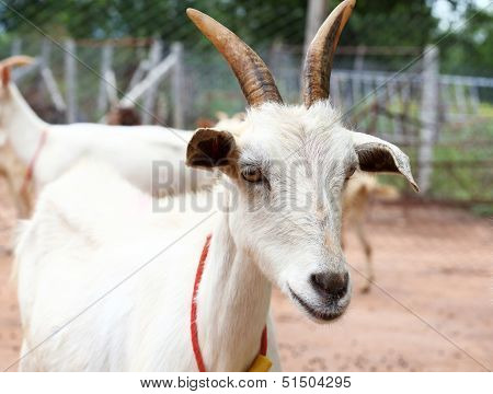 Goat In Farm