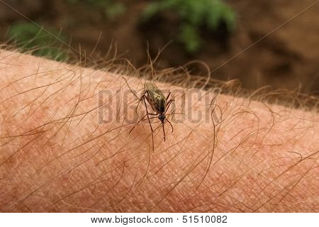 Mosquito sting.