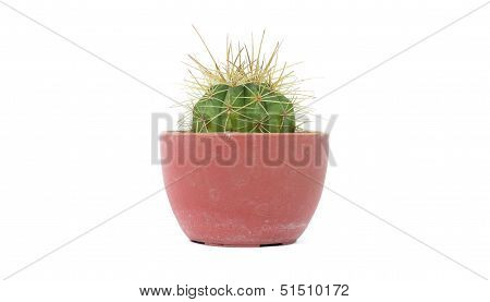 Cactus In Pot And White Background