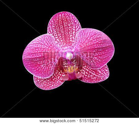 orchids on a black background