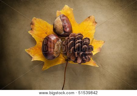 Autumn Flora On Vintage Paper