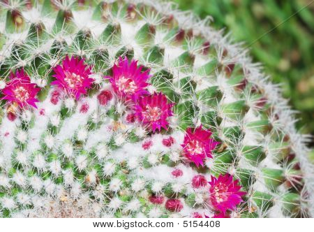 Mammillaria Hahniana blomster