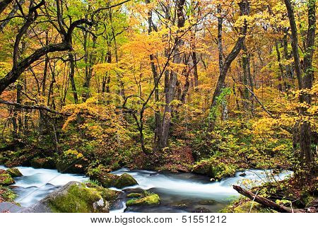 Autumn Colors of Oirase Stream