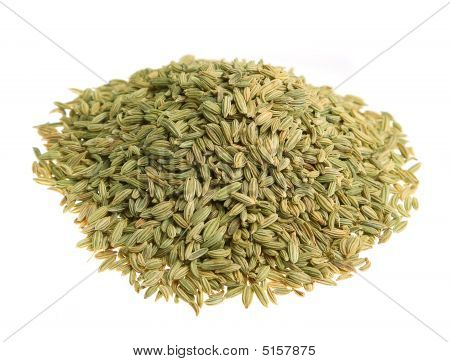 Fenchel (fennel) Isolated