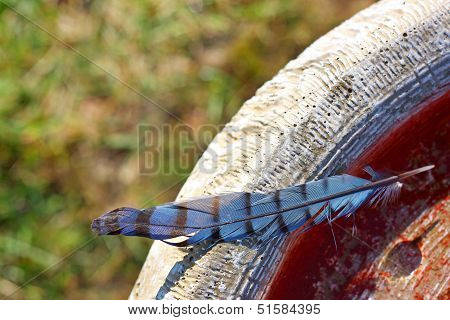 Blue Jay Feather Left On Stone Birdbath