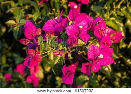 Bougainvilliers