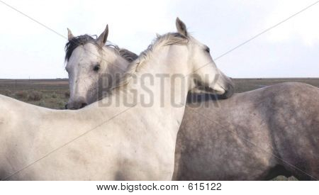 Amore di cavallo