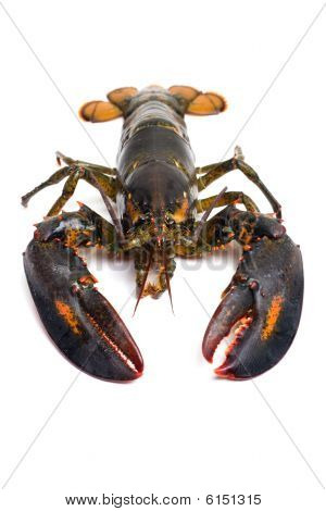 Lobster