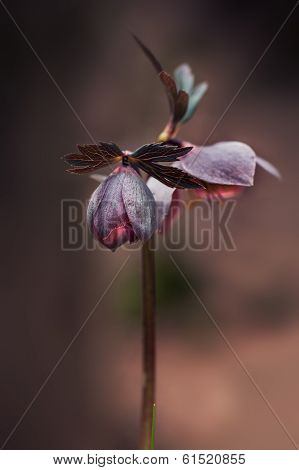 Ruddy hellebore