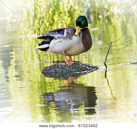 Mallard Duck Resting On A Tree Trunk