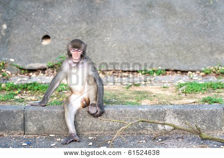 Rhesus Macaque With Object Stuck In Its Throat At Kam Shan Country Park, Hong Kong