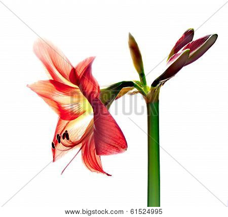 Red Amarilis Flower