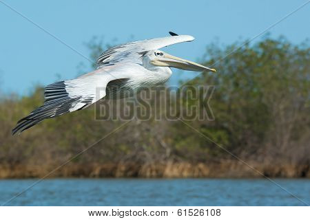 Pink-backed Pelican (pelecanus Rufescens) In Flight