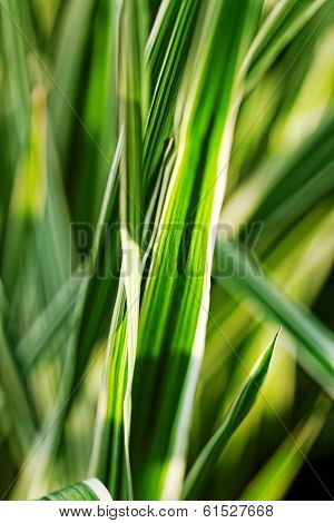 Miscanthus Sinensis
