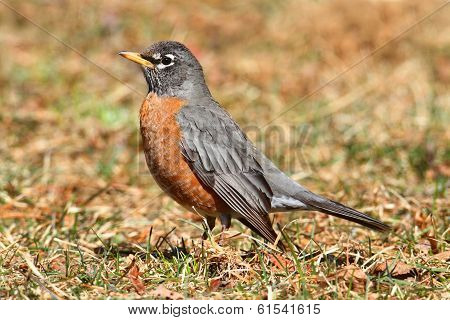 Female American Robin (turdus Migratorius)