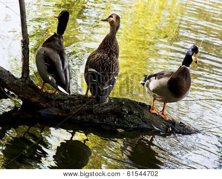 Group Of Mallard Ducks Resting On A Tree Trunk