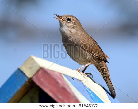 House Wren on a Birdhouse